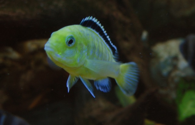 Labidochromis c. yellow mladá samička